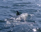 dolphin1